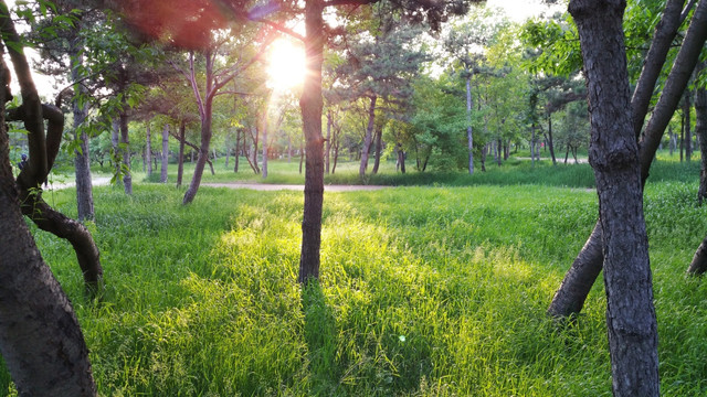 夕阳下的树木和草地