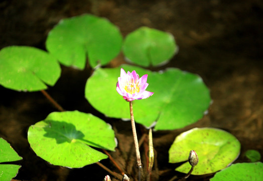 池塘荷花