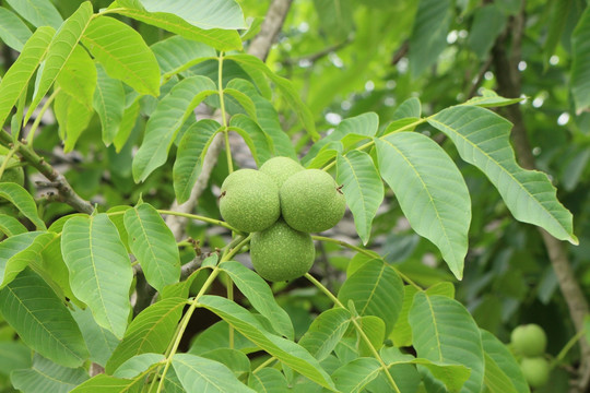 核桃种植