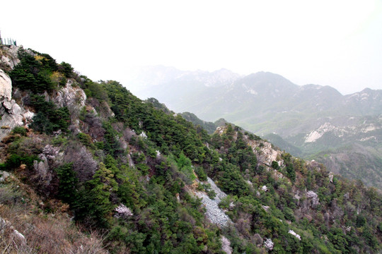 青山
