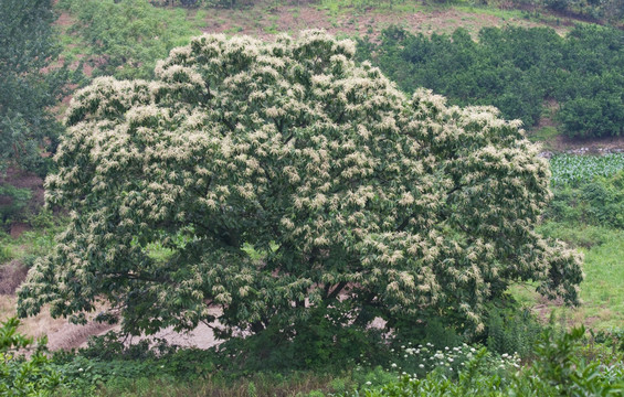 板栗树 板栗花