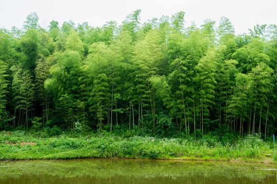 竹林