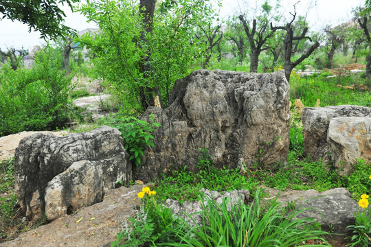 石头  石头园林