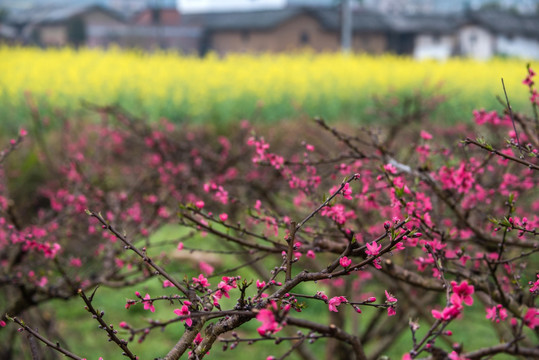 连平桃花乡村