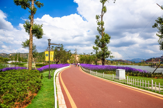 公园紫色马鞭草步道