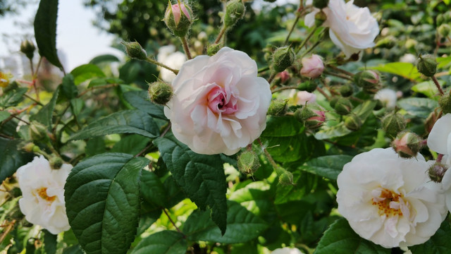 蔷薇花