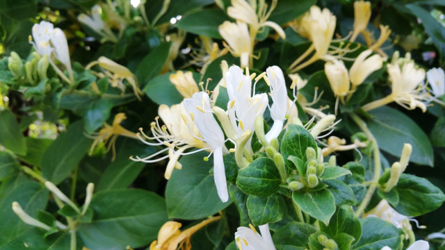 金银花的花朵