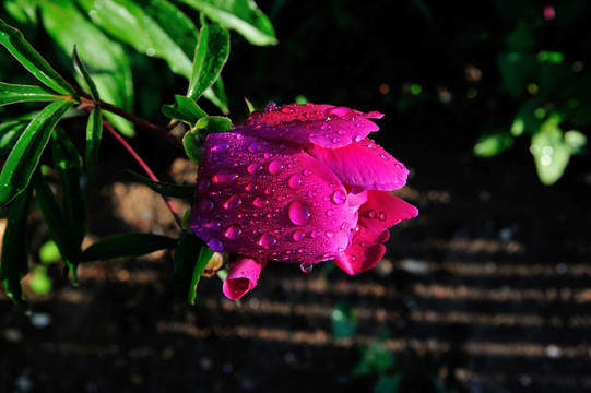 芍药含露