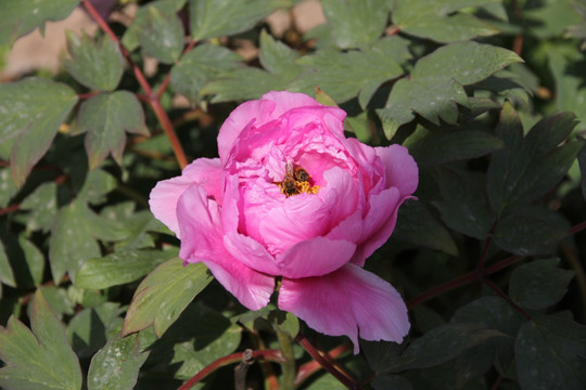 芍药花