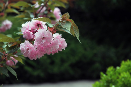 日本樱花