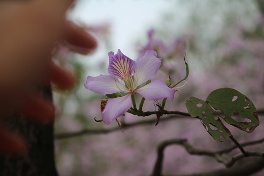 紫荆花