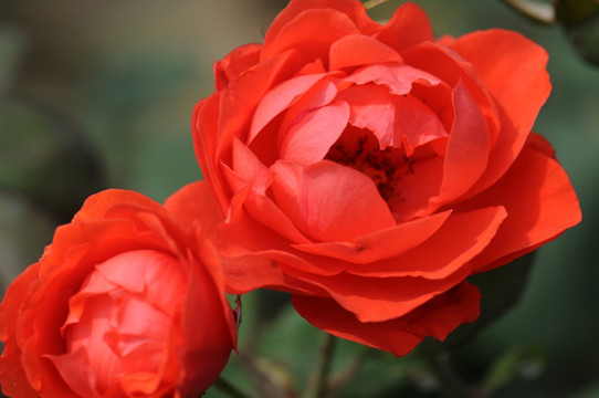 月季花