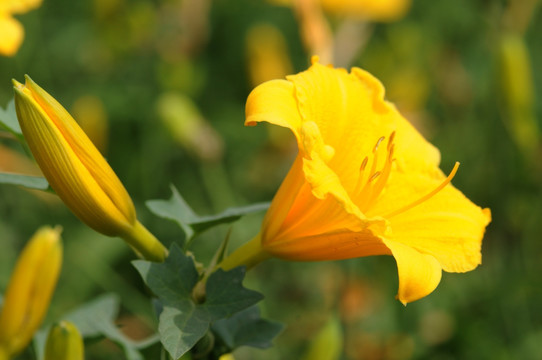 黄花菜