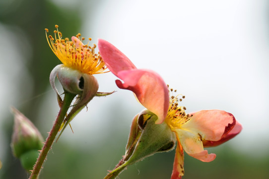 月季花