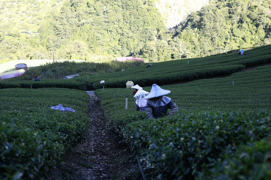 采茶  茶园