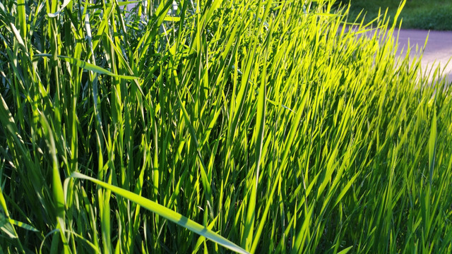阳光下的草丛