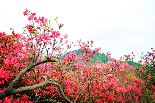 山花烂漫