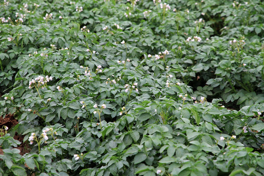 土豆基地 马铃薯种植