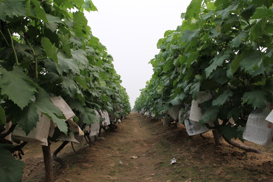 葡萄栽培