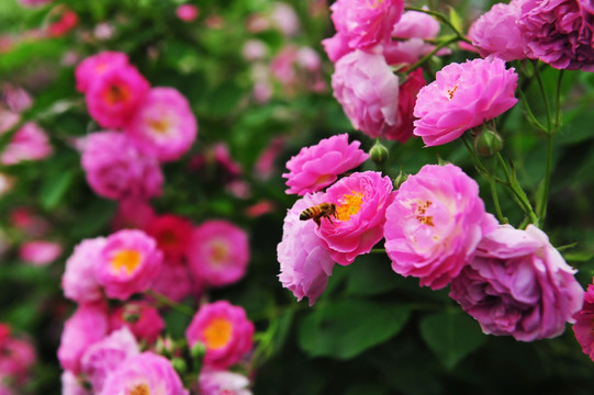 花卉背景  绿化带  庭院花卉