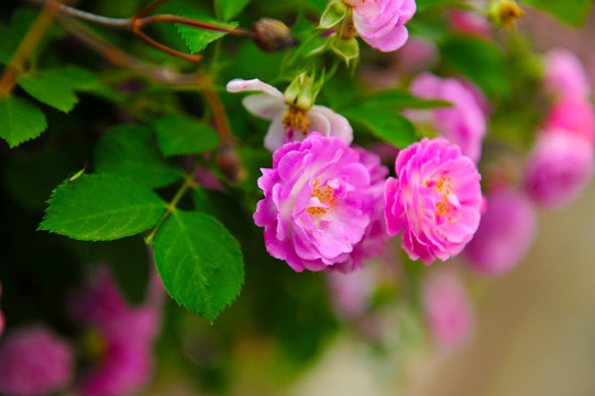 月季花