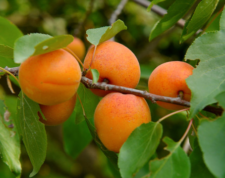 杏树 杏
