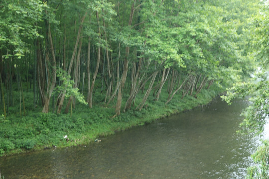 河边 树林