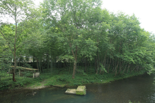 河边的树林