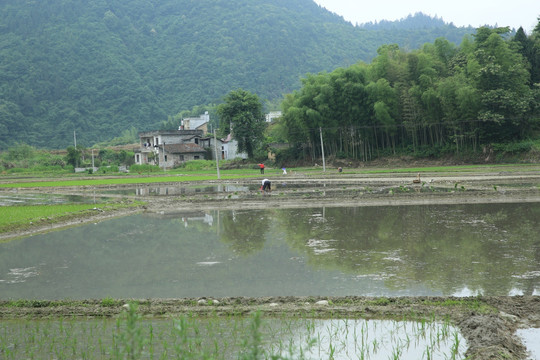 田野 稻田 乡村 村庄 农田