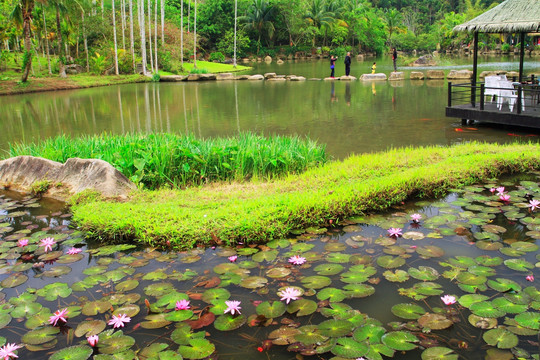 池塘莲花风景