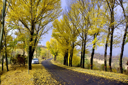 秋天郊外景观大道