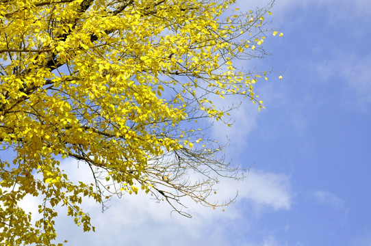 蓝天白云黄色树叶摄影