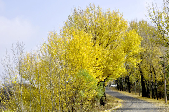 深秋黄色树林景观摄影