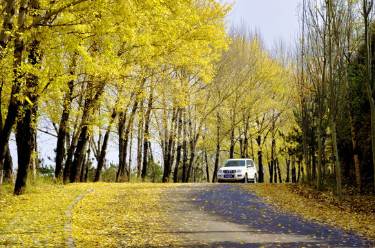 黄色树林景观大道