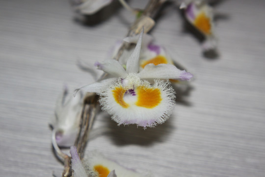 紫皮石斛花