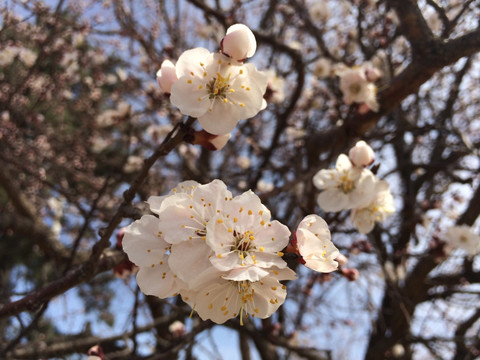 白樱花