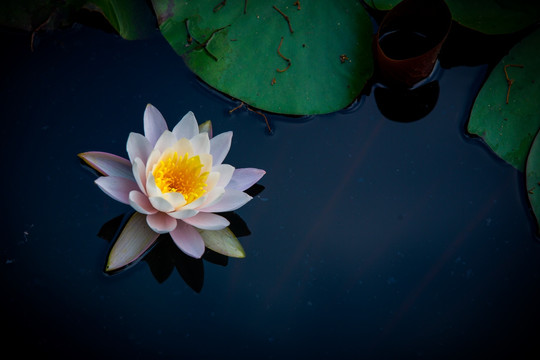 莲花