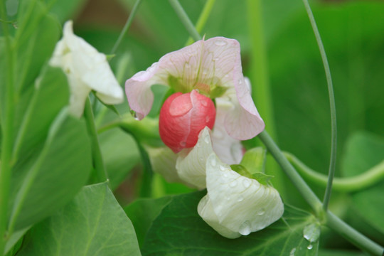 毕豆花