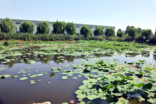 荷花池 池塘 水塘