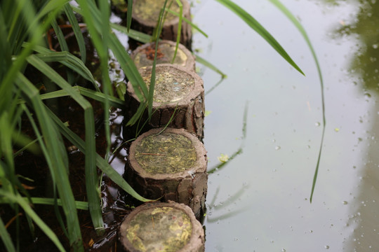 清新水草