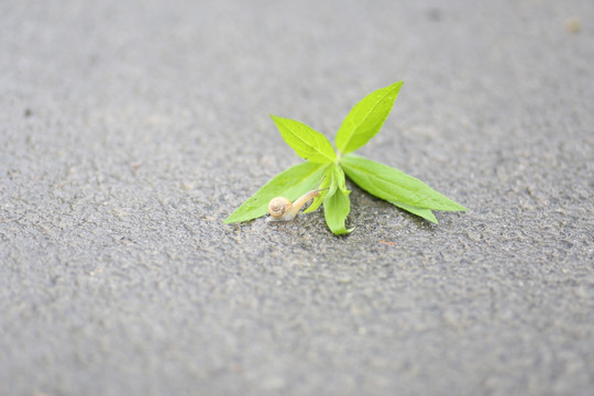 蜗牛
