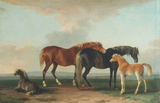 母马和马驹