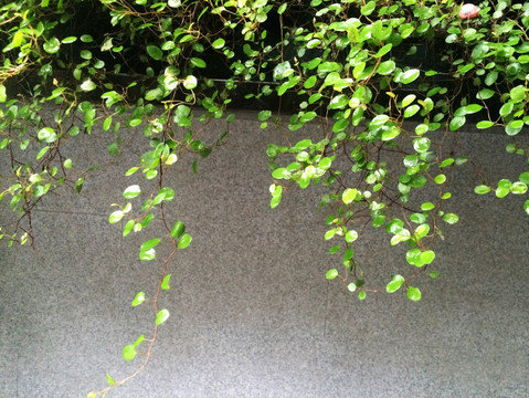景观草