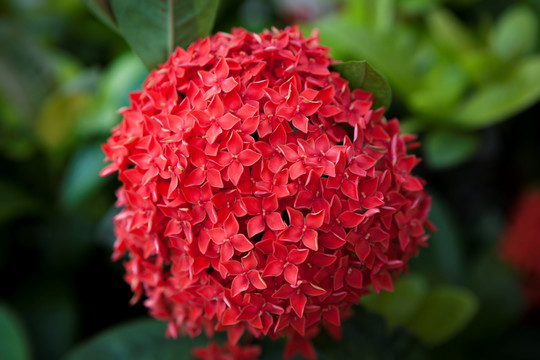 花 花卉 红花