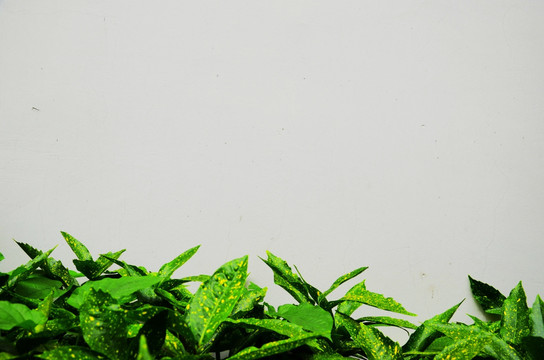 白灰墙 植物墙