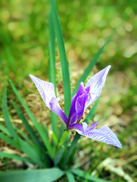 鸢尾花