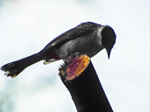 黒冠山雀