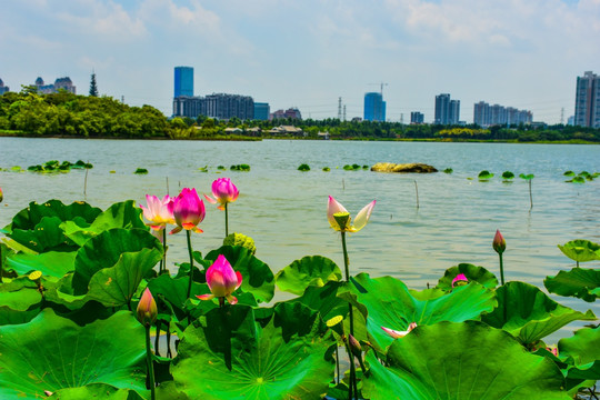 海珠湖