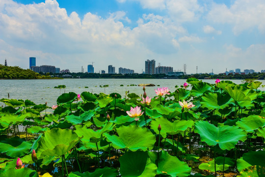 海珠湖