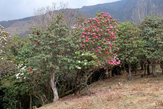 苍山西坡杜鹃花